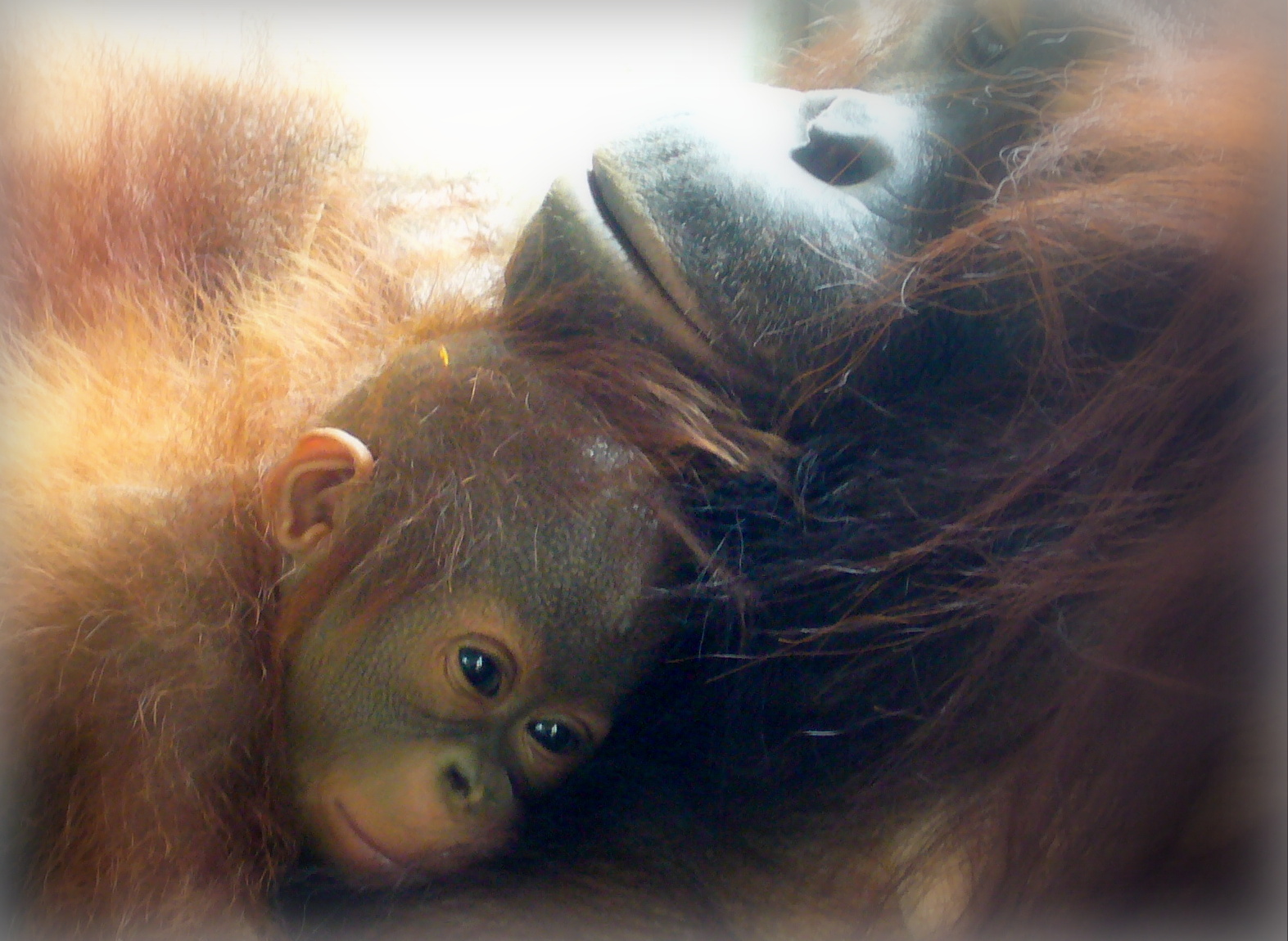 Can palm oil save  orangutans  Sustainable Palm Oil Choice
